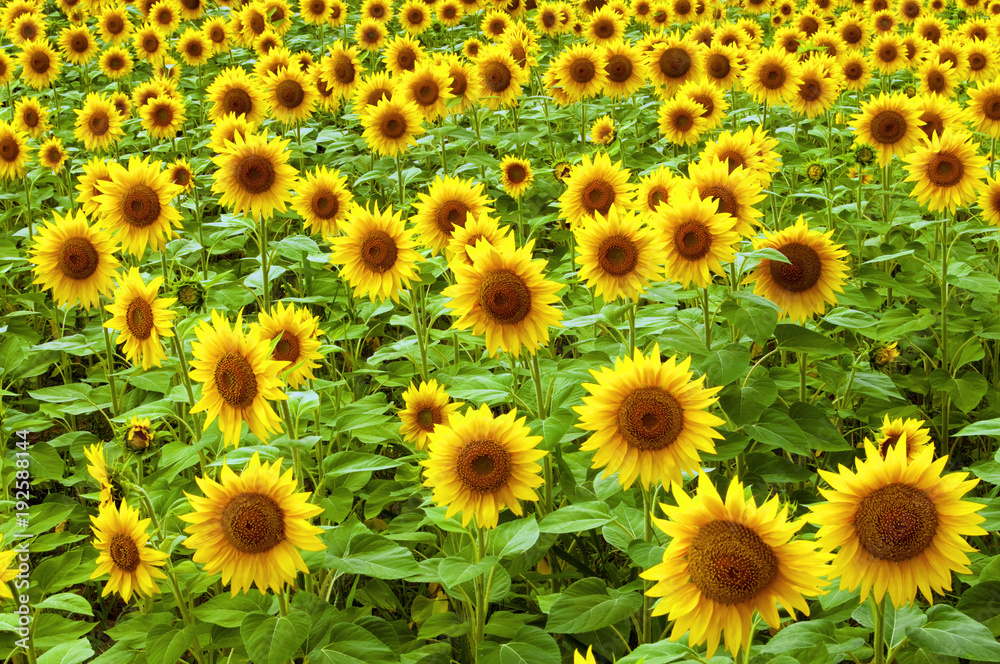 Sunflower on the field Sunflower on the field