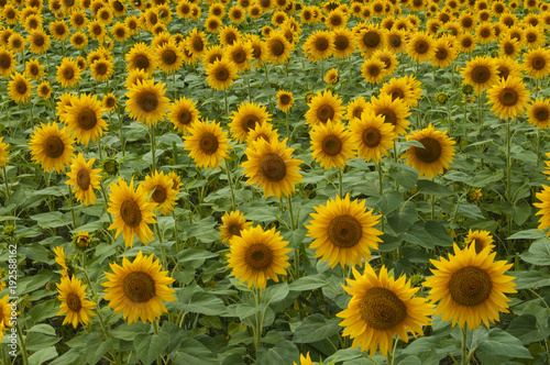 Ripe Sunflower on field