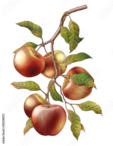 Apple branch hand drawing vintage engraving illustration isolate on white background