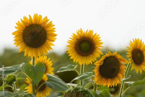 Ripe Sunflower flower