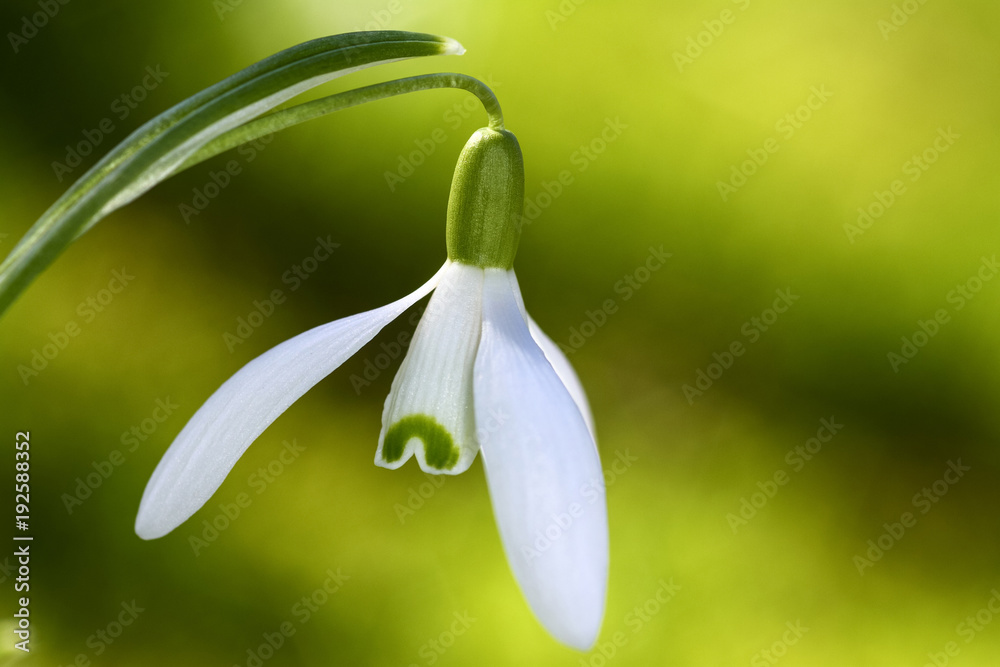 Spring snowdrops growing in woodland Spring snowdrops growing in woodland