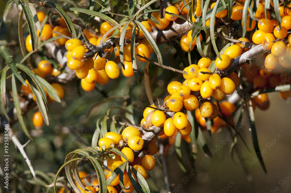 Sea Buckthorn Sea Buckthorn