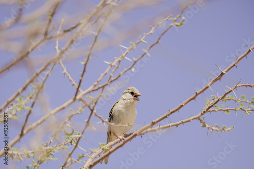 Sparrow bird 