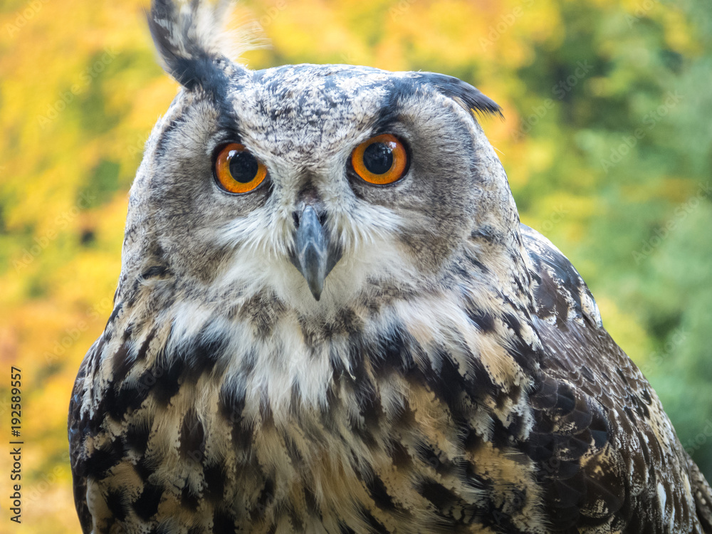 Fototapeta premium Lustiges Portrai eines Uhu (Bubo bubo)