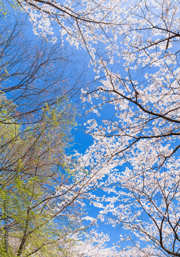 春イメージ 桜と新芽
