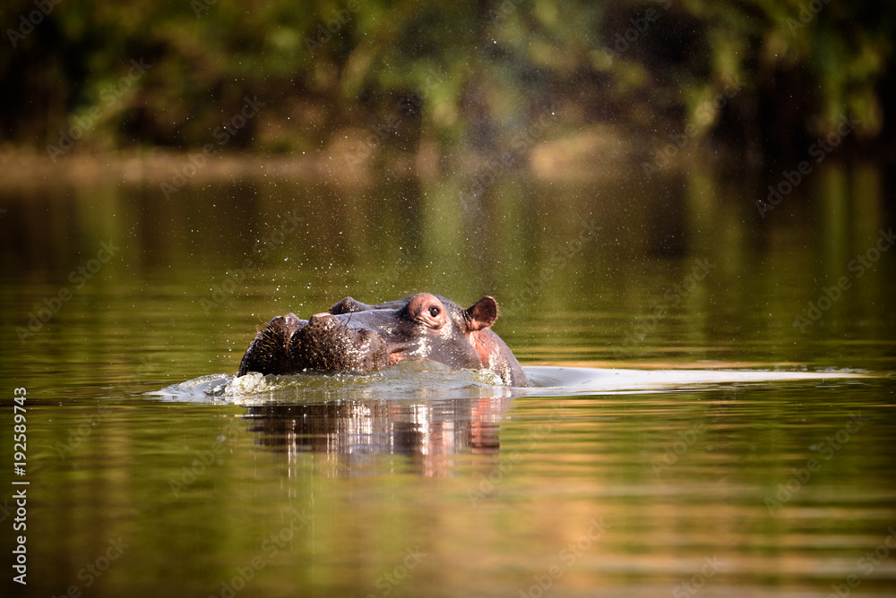 Fototapeta premium Hippo / Flusspferd / Nilpferd im Morgenlicht