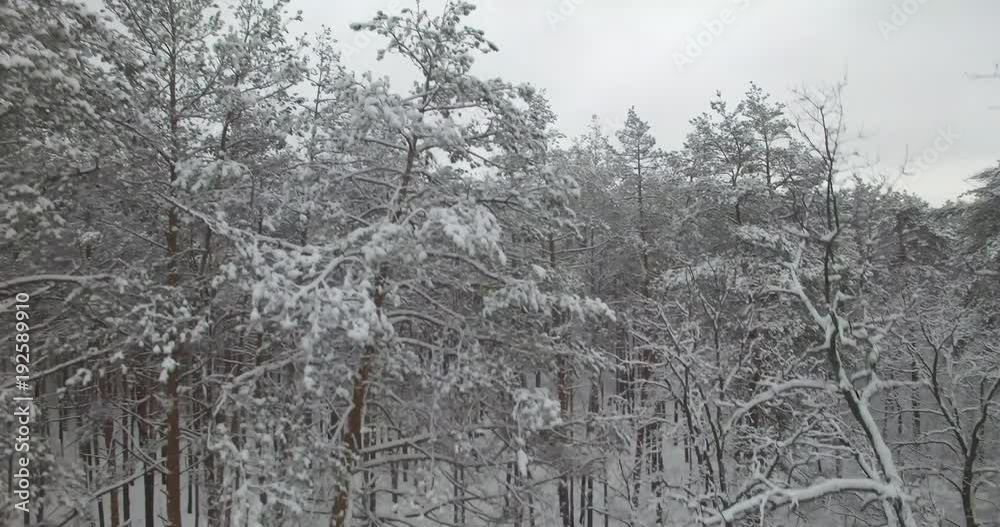 custom made wallpaper toronto digitalDrone Flying Through The Pines In White Winter Forest. Aerial Snow Covered Pines In Winter Wood.Aerial Flight Above Winter Forest.Close-Up Of A Snow Covered Pines And Trees.Top View Snow Covered Pine.