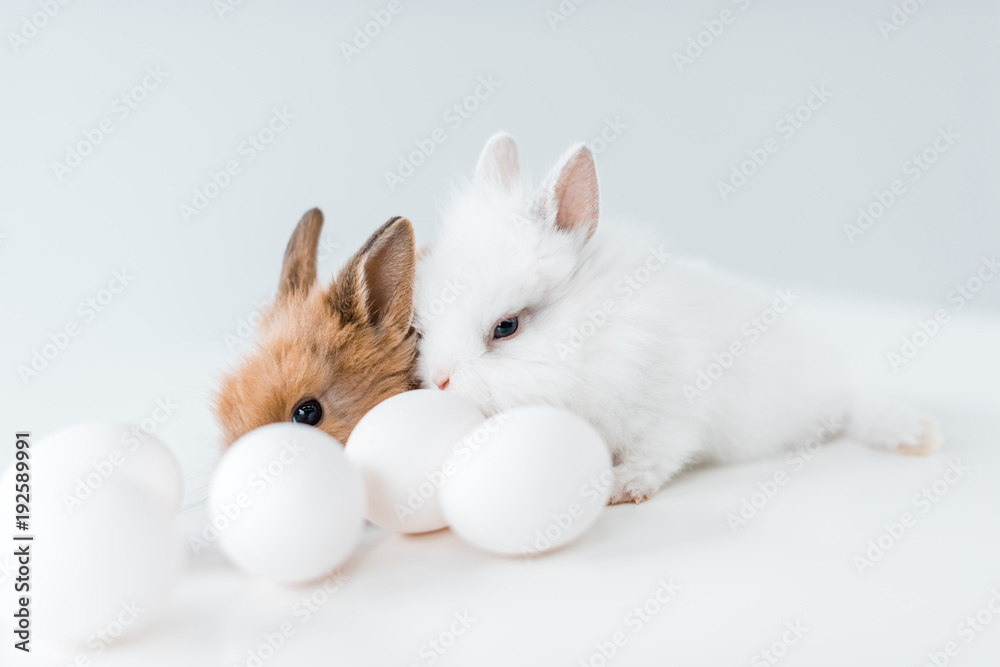 close-up view of cute furry rabbits and chicken eggs on white