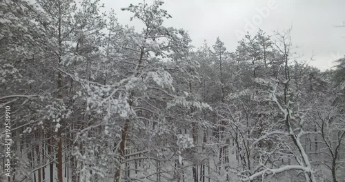 Wallpaper Mural Drone Flying Through The Pines In White Winter Forest. Aerial Snow Covered Pines In Winter Wood.Aerial Flight Above Winter Forest.Close-Up Of A Snow Covered Pines And Trees.Top View Snow Covered Pine. Torontodigital.ca