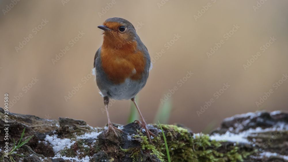 Robin Bird in winter Robin Bird in winter