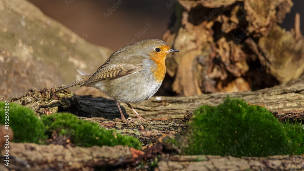 Robin Bird in winter Robin Bird in winter