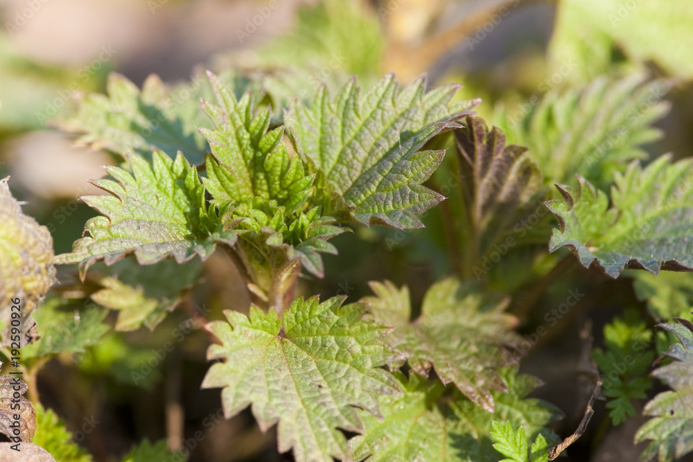 Stinging nettle