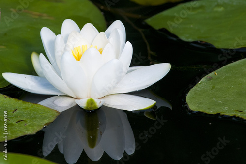 White Waterlily