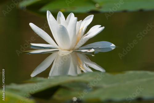 White Water Lily