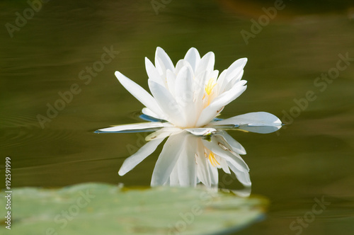 White Water Lily