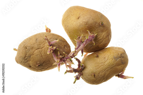 Sprouting potatos, Solanum tuberosum, isolated on white photo