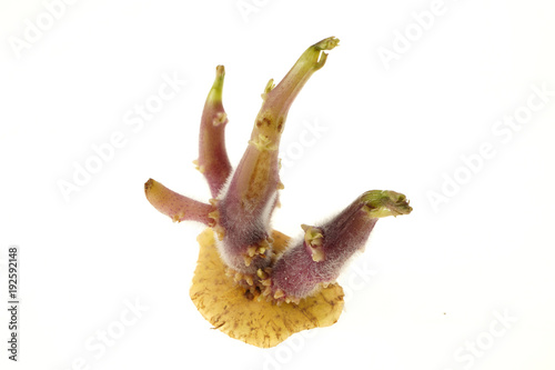  Potato Sprout  Solanum tuberosum  isolated on white