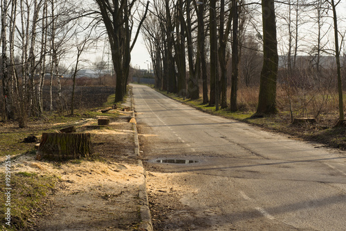 Pień ściętego drzewa, ścinka drzew