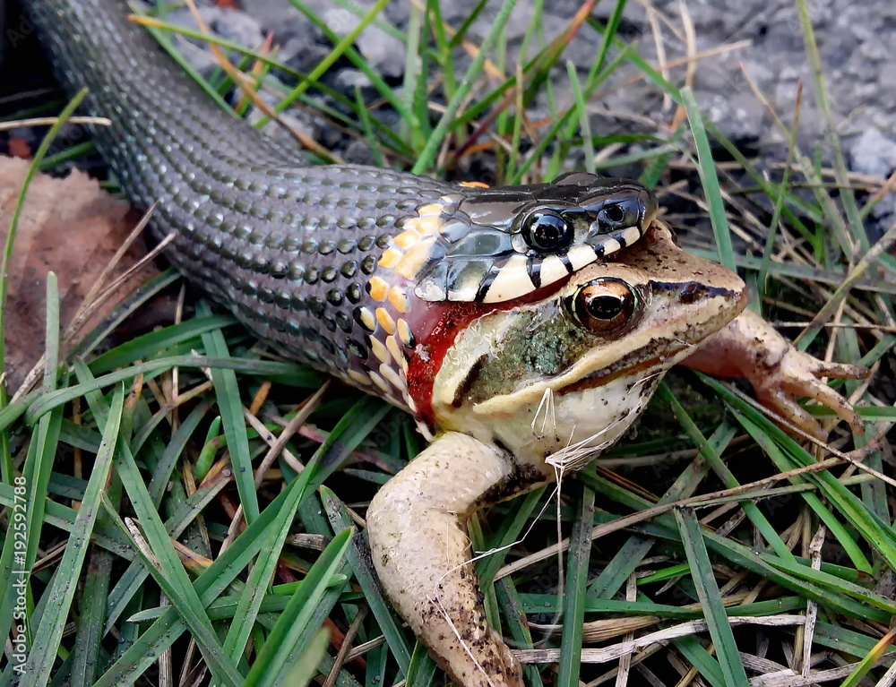 Snake Eating Frog Stock Photo Adobe Stock