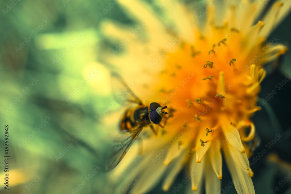 Hover fly pollinating a dandelion on a warm day Hover fly pollinating a dandelion on a warm day