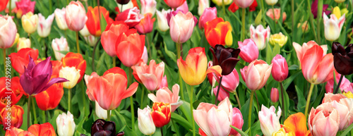 Bl  hende Tulpen im Fr  hling