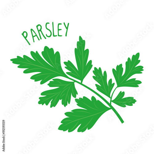 Parsley vector illustration isolated