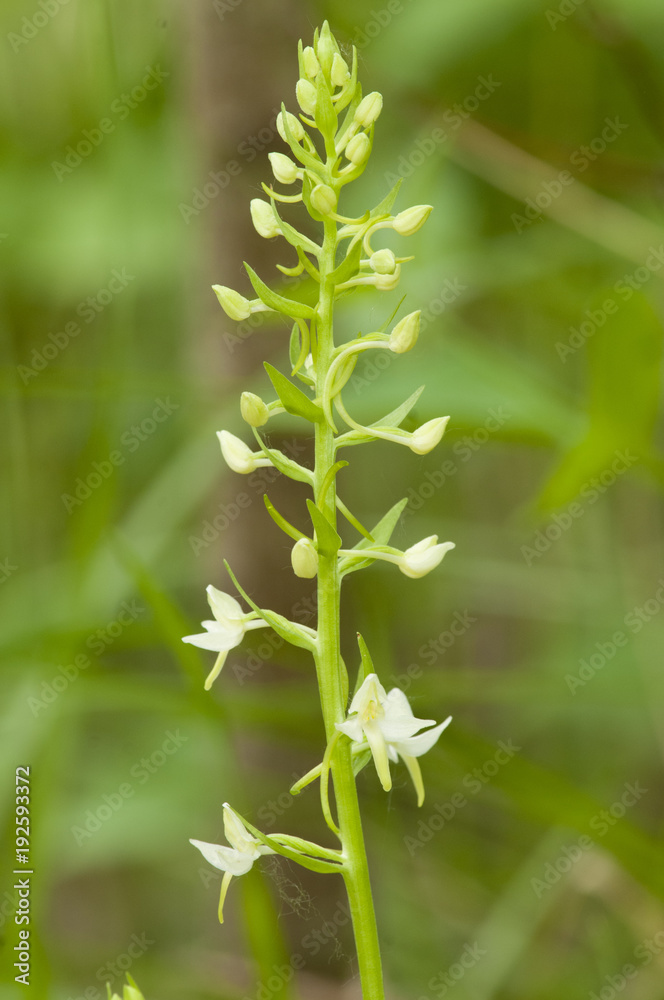Lesser Butterfly Orchid