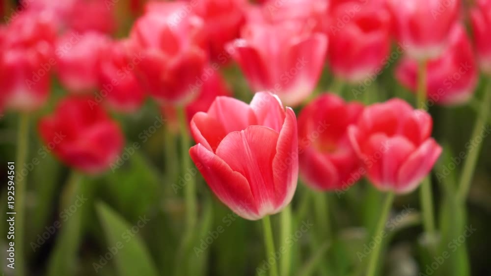 Beautiful Red Tulips, Flower background Beautiful Red Tulips, Flower background