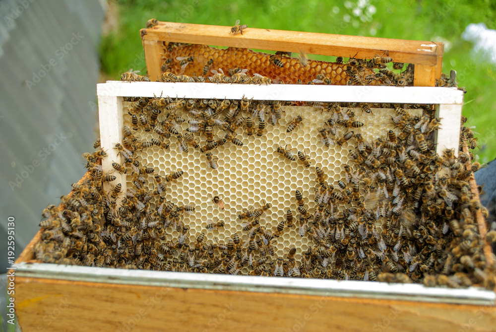 Swarm of bees on honeycomb closeup Swarm of bees on honeycomb closeup