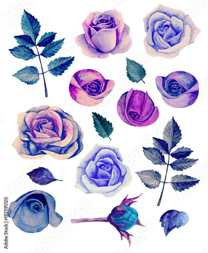 Watercolor blue roses clip ...