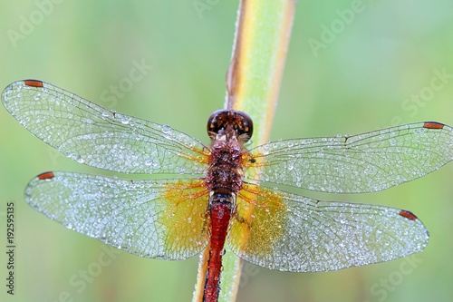 Yellow-winged darter,  Sympetrum flaveolum, Sympetrum flaveolum photo