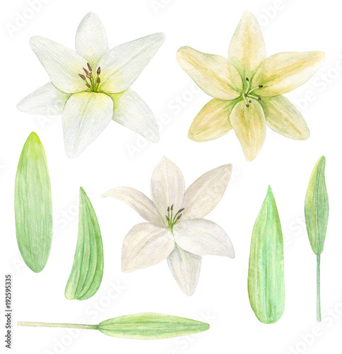 Lily flower watercolor clip...