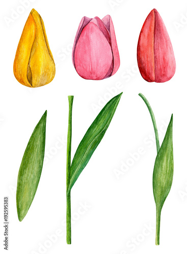 Tulips clip art. Watercolor...
