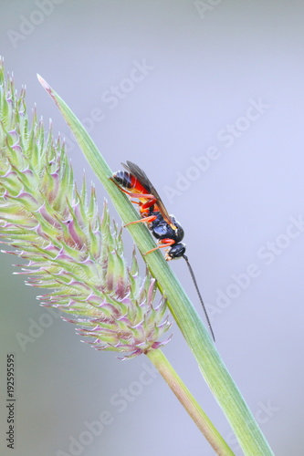 Wasp on Timothy grass photo