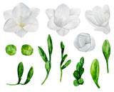 White freesia flowers clip art. Watercolor wedding floral 