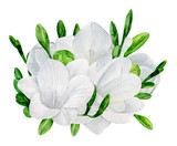 Watercolor wedding freesia bouquet clip art. White flowers