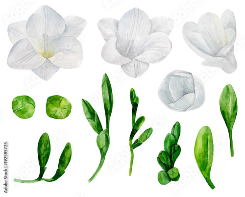 White freesia flowers clip ...