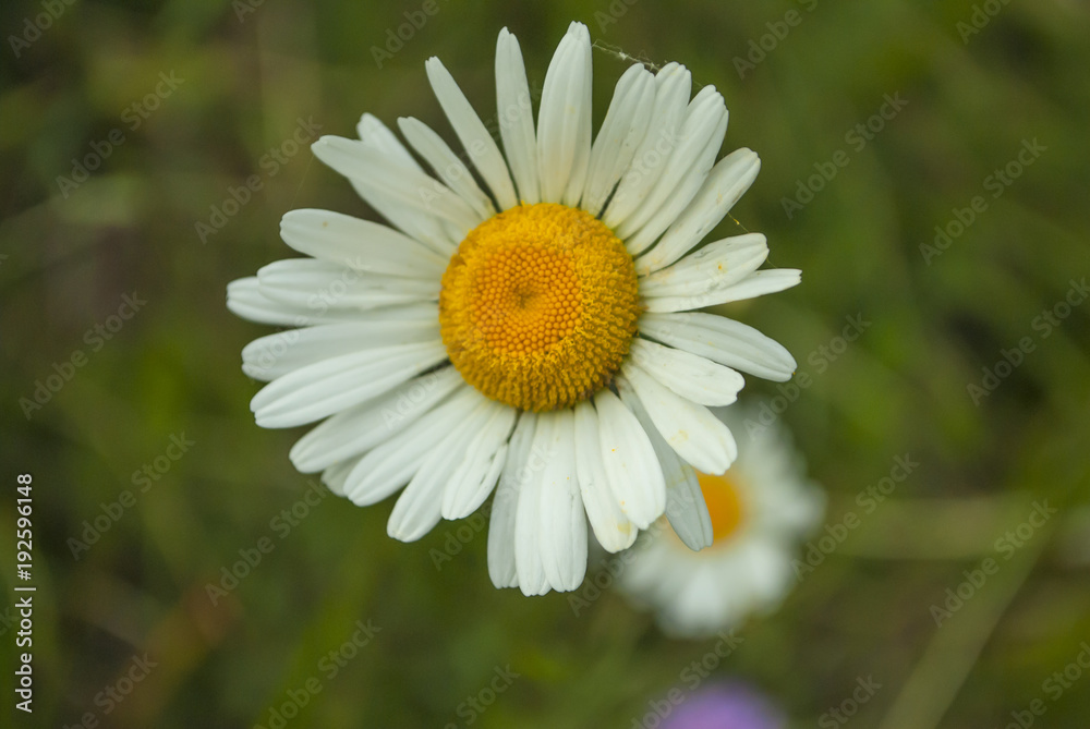 White and yellow daisy flower closeup White and yellow daisy flower closeup