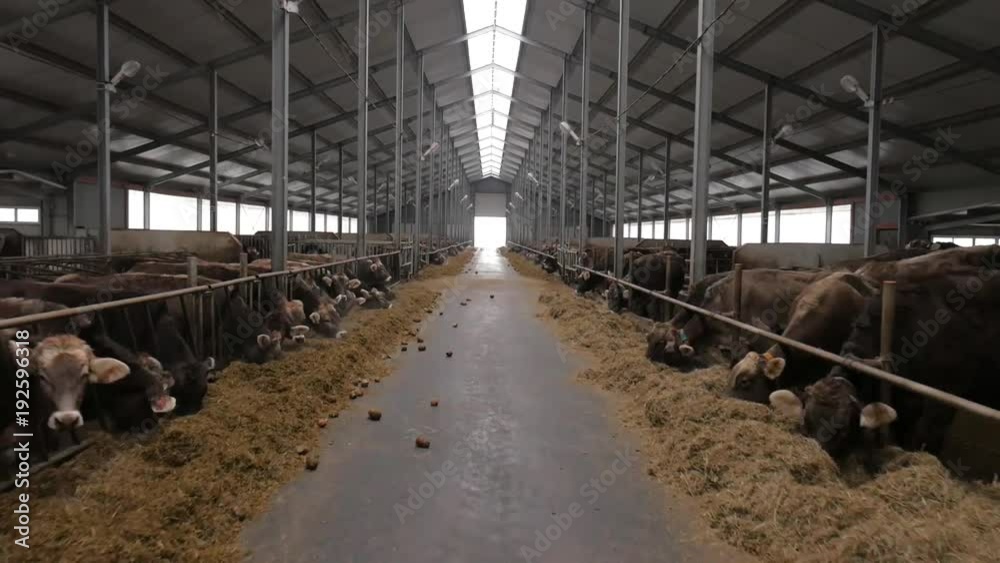 Cows are eating hay inside big barn. accelerated shooting. slide camera