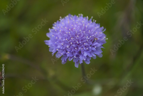 Purple thistle flower closeup.