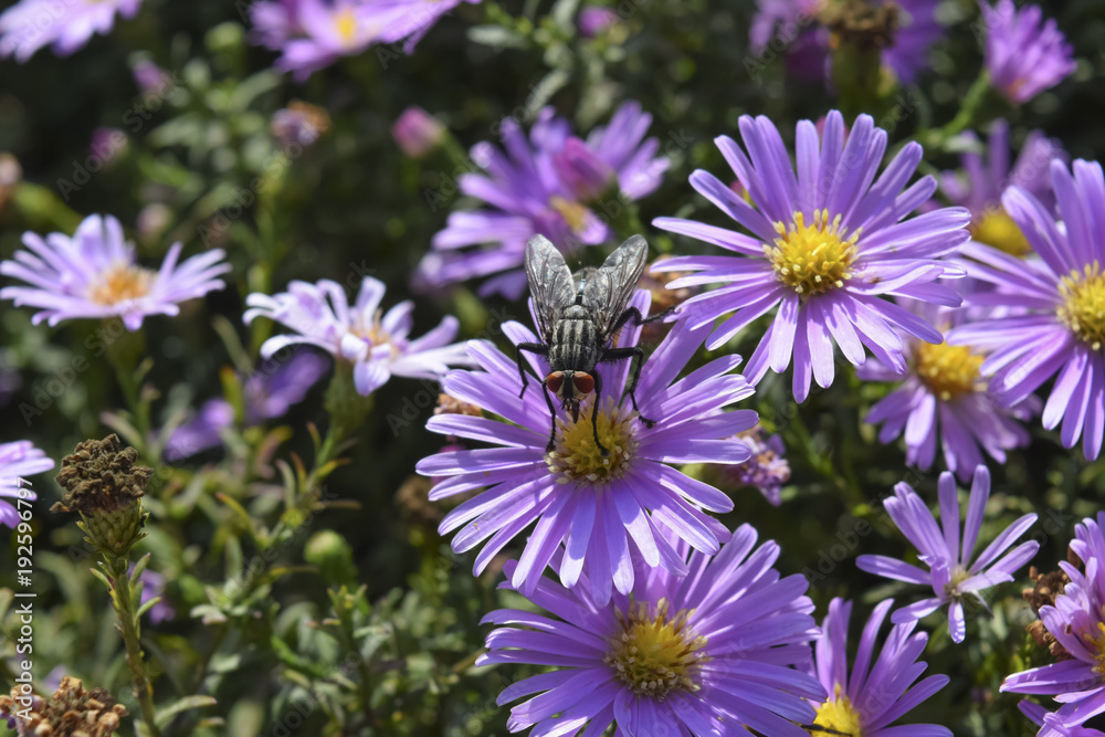 Obraz premium Fly on the flowers. Dipterous insect
