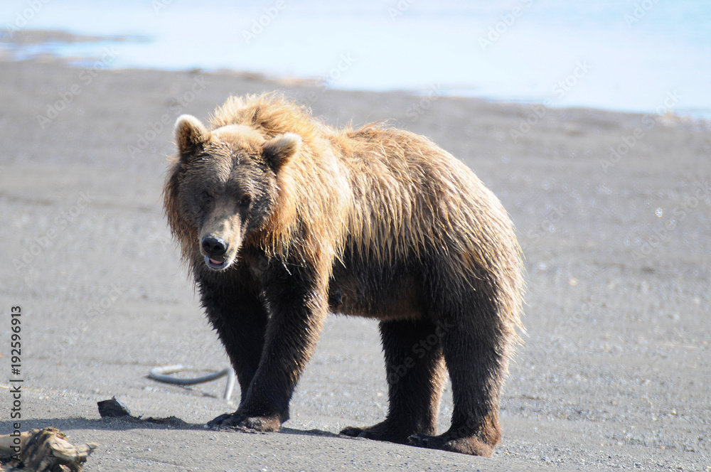 Fototapeta premium katmai national park