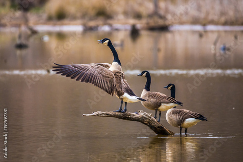 A horizontal photo of three Canadian geese on a brown branch coming out of a pond with one flapping its wings and honking