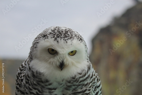 Owl head with black and white plumage, yellow eyes. Foreground.