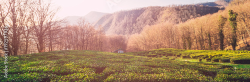 tea plantation in Matsesta ,Sochi, Russia photo