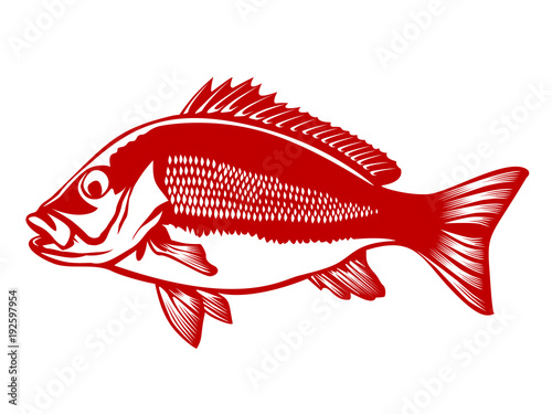 Obraz na plátne Red snapper 2 red