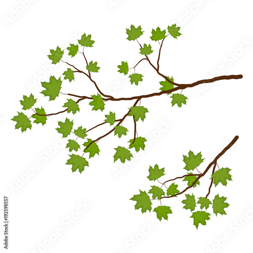 Branch of a maple on a white background. Branch of a tree with green leaves. It can be used as a design element in projects and compositions. Vector illustration.