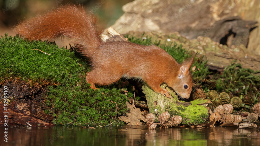 Red Squirrel in winter Red Squirrel in winter