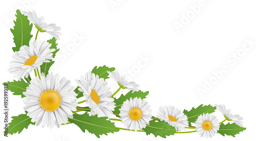 Fototapeta Naklejka Na Ścianę i Meble -  Corner decoration with white daisy flower and green leaf for horizontal banner. Vector illustration for spring and nature design, isolated on white