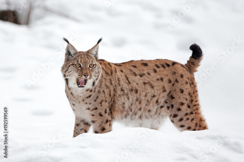 Eurasian lynx, lynx lynx, Germany © prochym